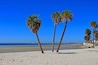 A beach with palm trees and a clear blue sky.