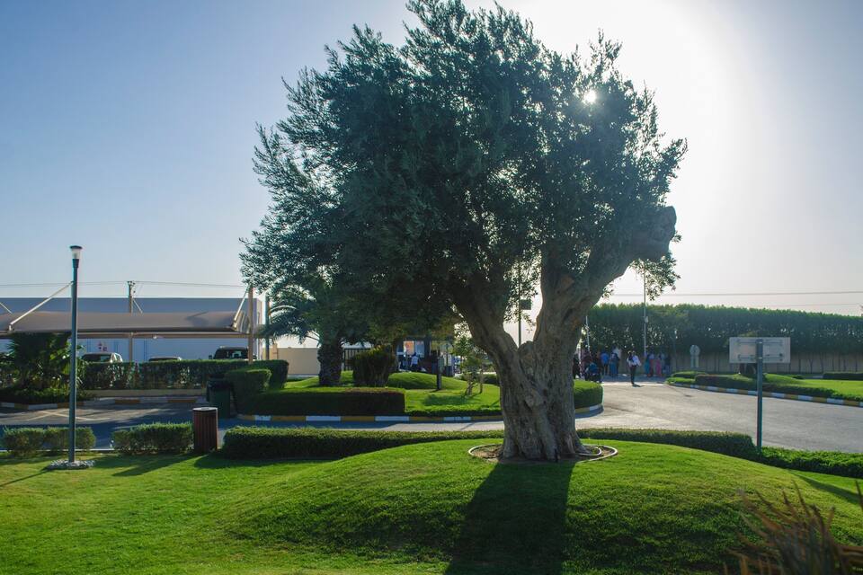 A large tree in a well-maintained park with a clear sky and a road in the background.
