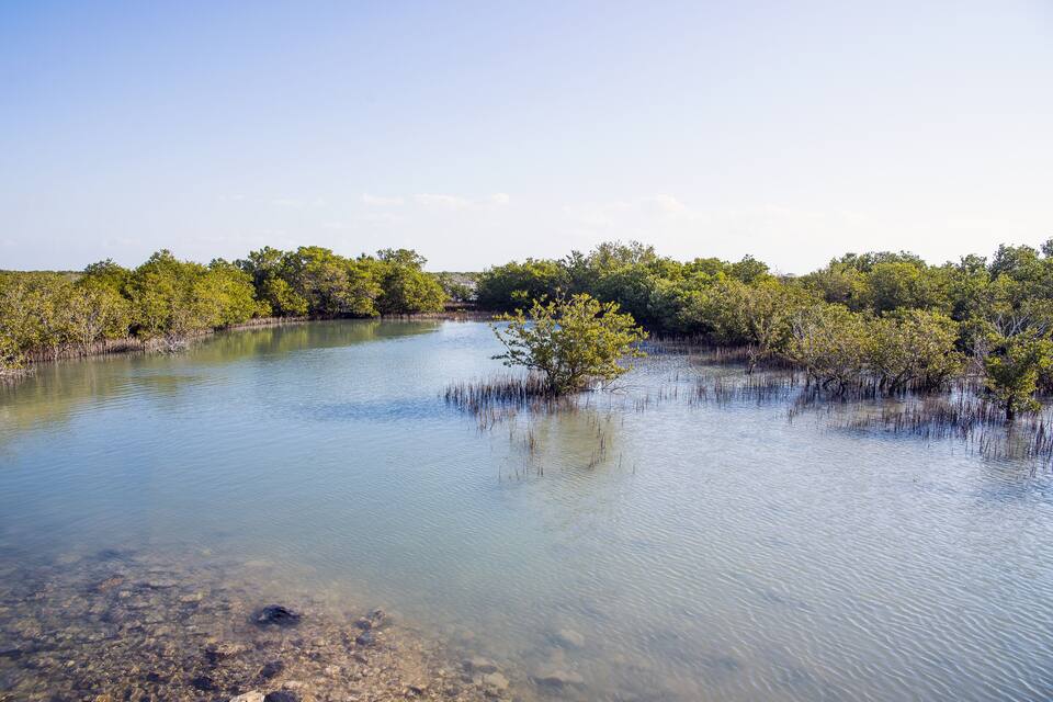 A calm water body surrounded by dense mangrove trees.