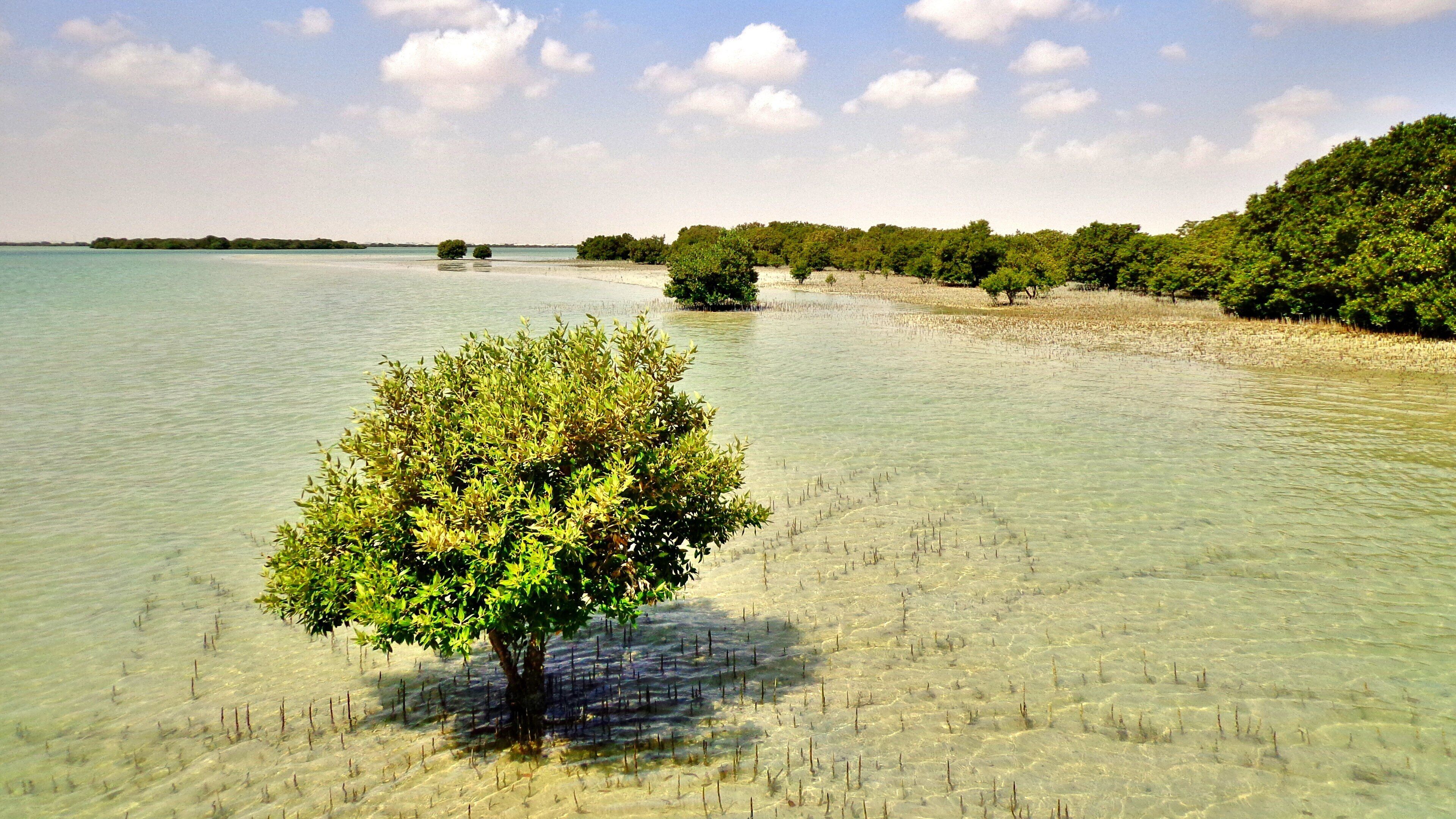 Al Khor Beach showing general coastal views and tropical scenes
