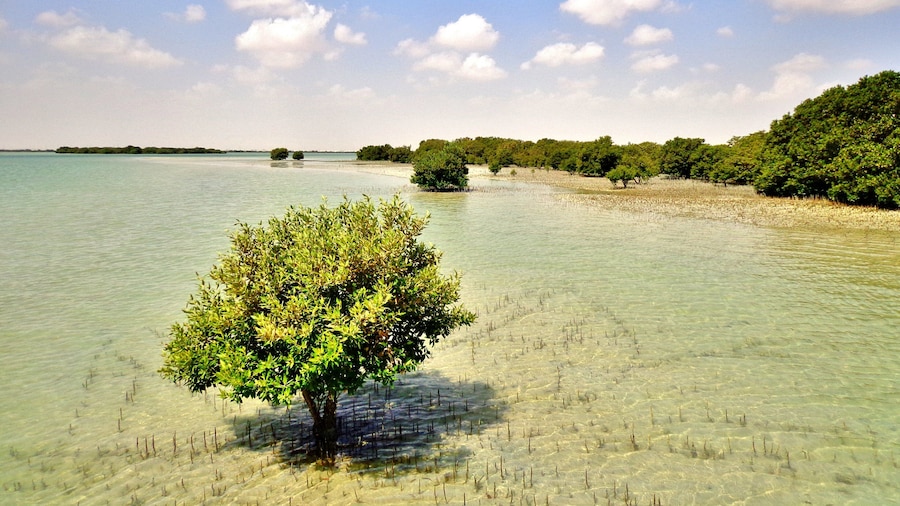 Al Khor Beach showing general coastal views and tropical scenes