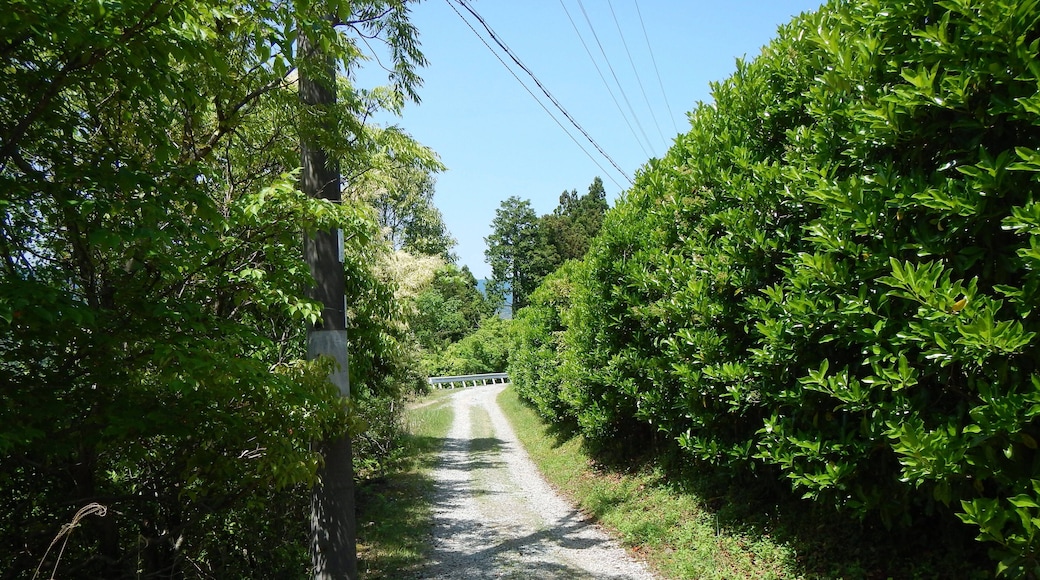 Kumano Kodo pilgrimage route Nakahechi From Takijiri-Oji To Gyuba-Doji World heritage 熊野古道 中辺路 滝尻王子~牛馬童子