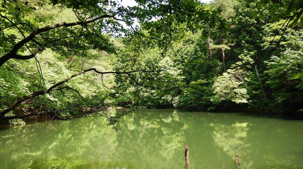 Kumano Kodo pilgrimage route Nakahechi From Takijiri-Oji To Gyuba-Doji World heritage 熊野古道 中辺路 滝尻王子~牛馬童子