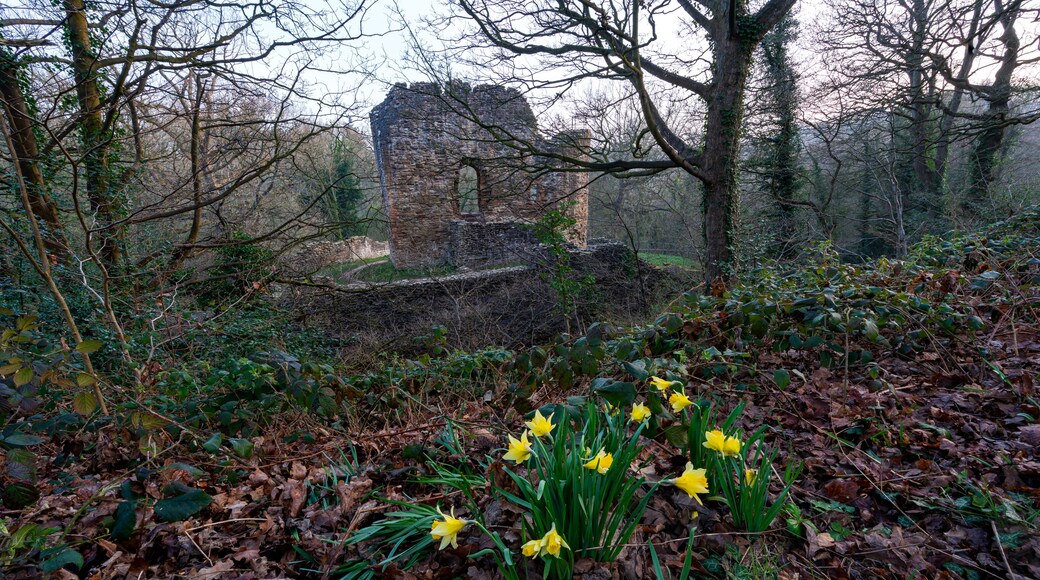 A forest with a stone ruin and daffodils.