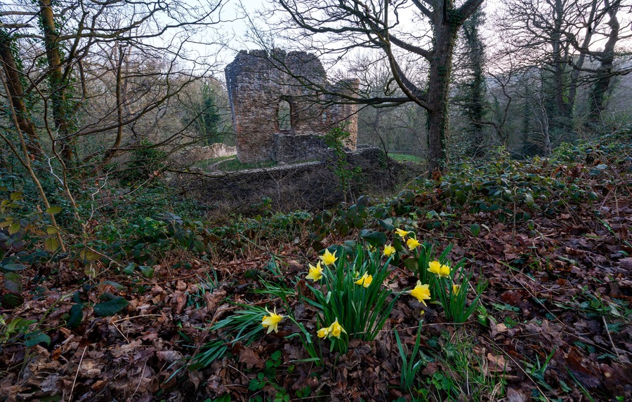 Un bosque con ruinas de piedra y narcisos.