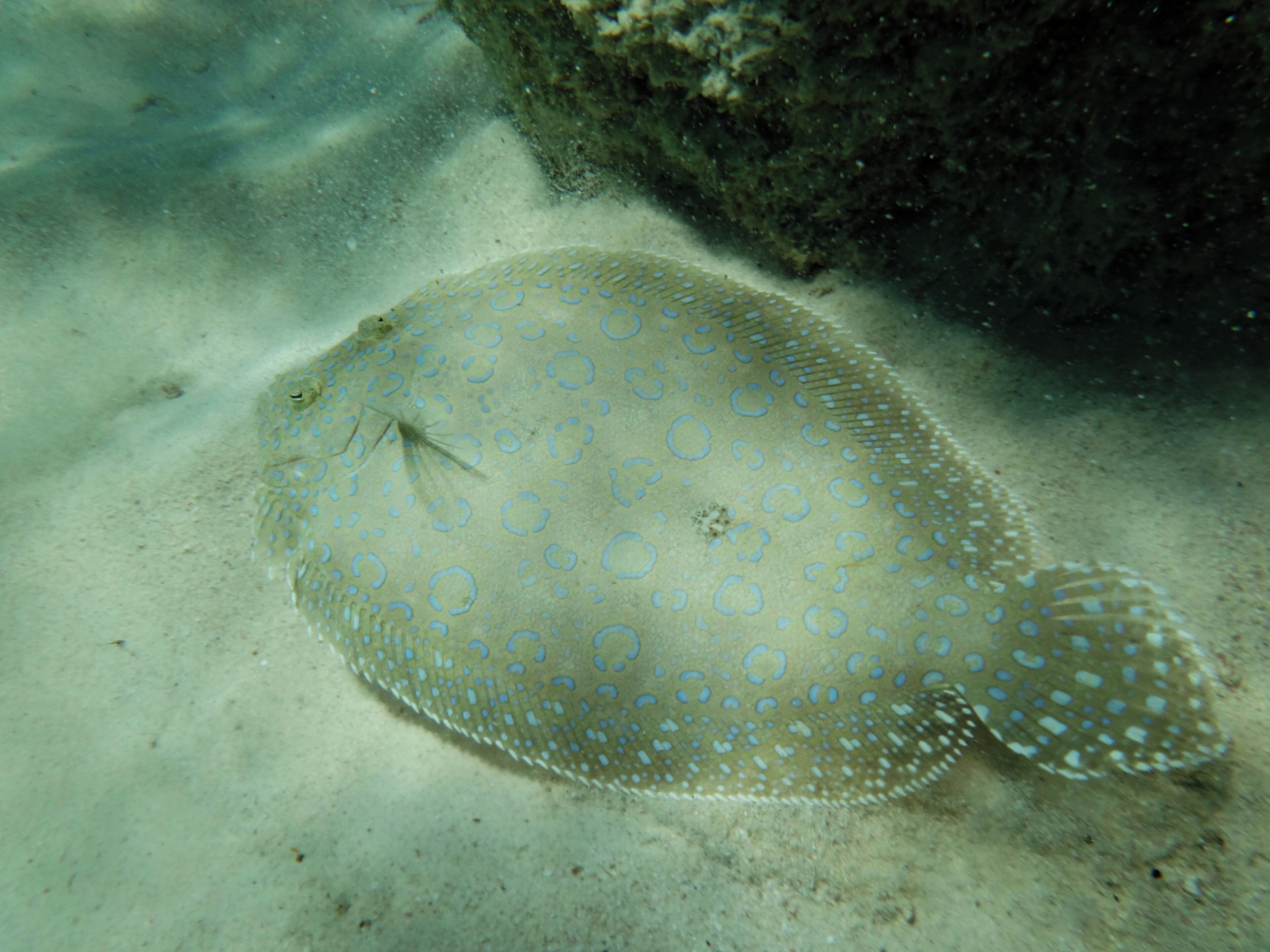 #GrandTurk #beach #Governor

A praia de Governor's Beach fica a uns 15 minutos a pé do Terminal de Cruzeiros de Grand Turk. Água calma e cristalina com pequenos grupos de corais cheios de peixes multicoloridos. Na praia tem ainda um barco encalhado que lhe dá um toque todo especial. Pouca infraestrutura.

Governor's Beach is a 15-minute walk from the Grand Turk Cruise Terminal. Calm and crystal clear water with small groups of coral filled with multicolored fish. On the beach there is also a stranded boat that gives it a special touch. Little infrastructure.