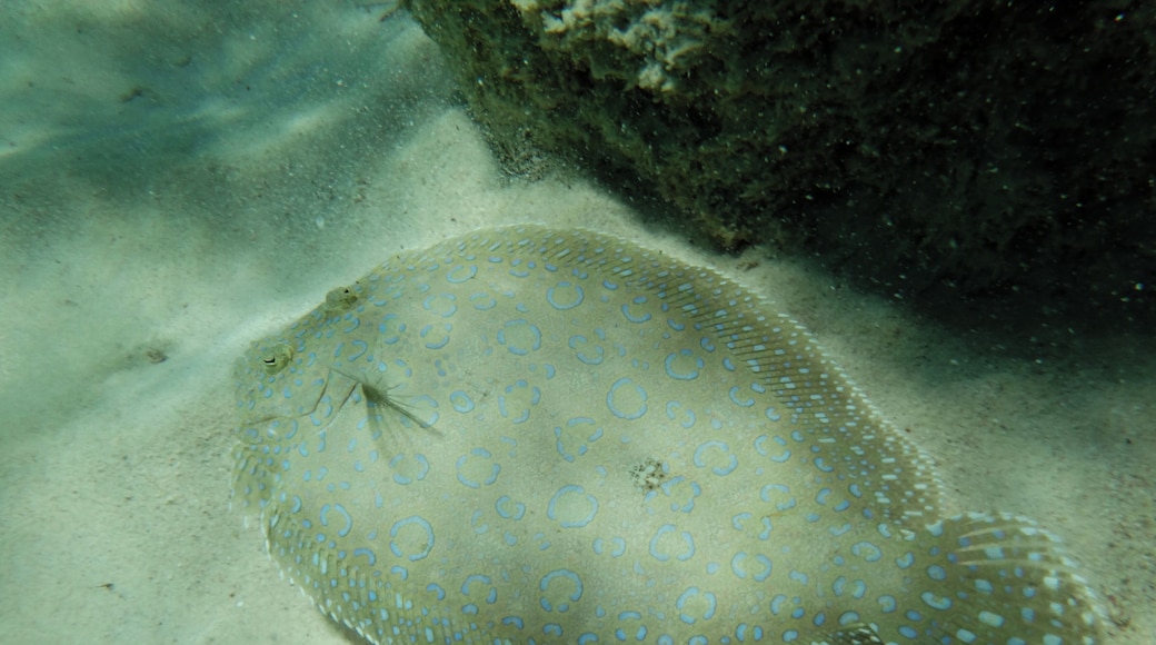 #GrandTurk #beach #Governor
A praia de Governor's Beach fica a uns 15 minutos a pé do Terminal de Cruzeiros de Grand Turk. Água calma e cristalina com pequenos grupos de corais cheios de peixes multicoloridos. Na praia tem ainda um barco encalhado que lhe dá um toque todo especial. Pouca infraestrutura.
Governor's Beach is a 15-minute walk from the Grand Turk Cruise Terminal. Calm and crystal clear water with small groups of coral filled with multicolored fish. On the beach there is also a stranded boat that gives it a special touch. Little infrastructure.