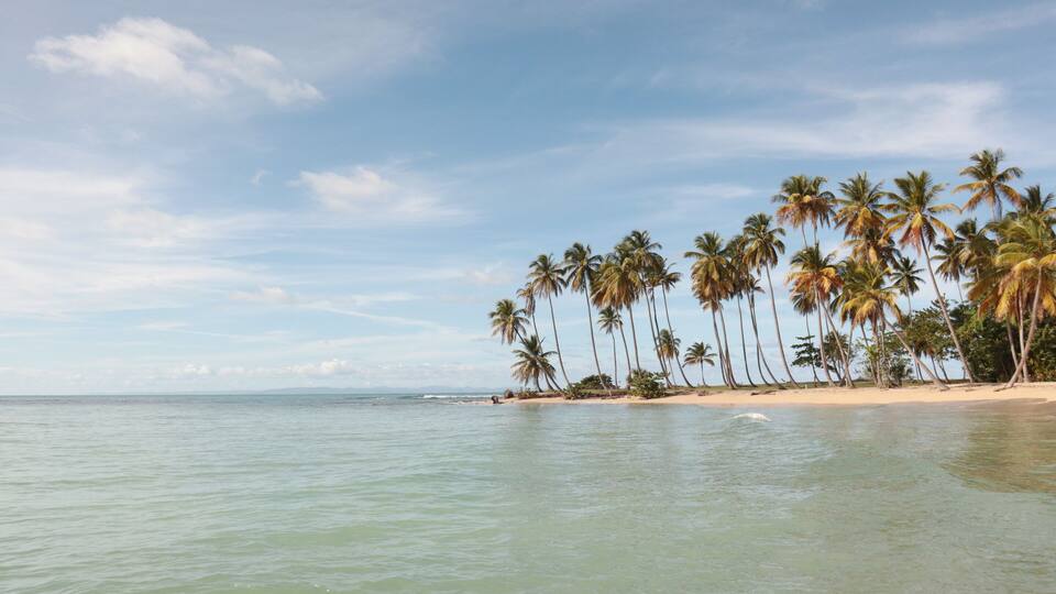 A beach with palm trees and calm water.