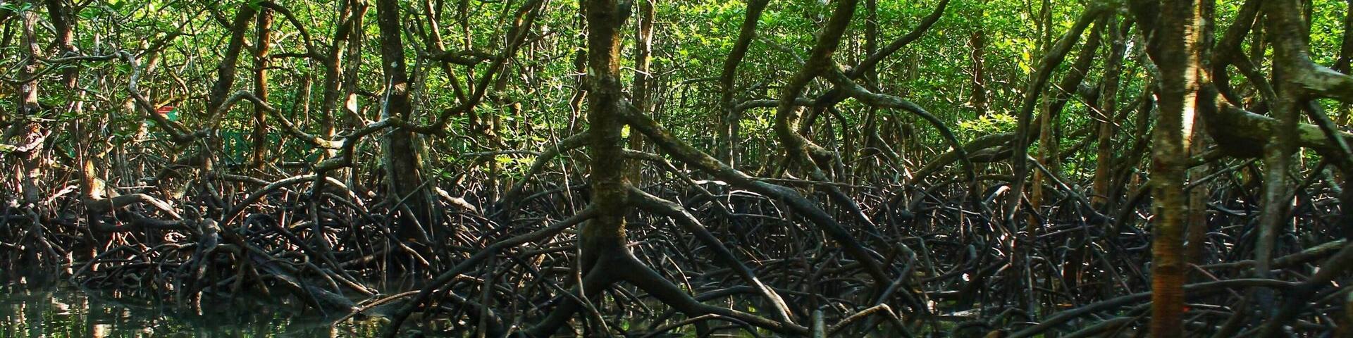 This is just a day trip from Port Blair (Andaman) to a popular island called Baratang, that goes via the restricted access Jharawa forest (named after one of the oldest tribes of Andaman). This is a beautiful walk over a wooden pathway in between the mangroves and lush green trees towards the limestone caves.
Tip: rent a cab, start early morning at 3am as you need to go through check post that opens at 6am with a long convoy of tourist vehicles. Ride through the forest is an amazing experience. Remember not to click any pictures in the forest nor to stop your vehicle as it isn’t allowed for safety reasons. The tribe could be dangerous sometimes. After a 3hr ride, you need to take a ship that runs at scheduled times.
