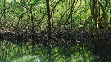 This is just a day trip from Port Blair (Andaman) to a popular island called Baratang, that goes via the restricted access Jharawa forest (named after one of the oldest tribes of Andaman). This is a beautiful walk over a wooden pathway in between the mangroves and lush green trees towards the limestone caves.
Tip: rent a cab, start early morning at 3am as you need to go through check post that opens at 6am with a long convoy of tourist vehicles. Ride through the forest is an amazing experience. Remember not to click any pictures in the forest nor to stop your vehicle as it isnât allowed for safety reasons. The tribe could be dangerous sometimes. After a 3hr ride, you need to take a ship that runs at scheduled times.