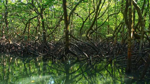 This is just a day trip from Port Blair (Andaman) to a popular island called Baratang, that goes via the restricted access Jharawa forest (named after one of the oldest tribes of Andaman). This is a beautiful walk over a wooden pathway in between the mangroves and lush green trees towards the limestone caves.
Tip: rent a cab, start early morning at 3am as you need to go through check post that opens at 6am with a long convoy of tourist vehicles. Ride through the forest is an amazing experience. Remember not to click any pictures in the forest nor to stop your vehicle as it isn’t allowed for safety reasons. The tribe could be dangerous sometimes. After a 3hr ride, you need to take a ship that runs at scheduled times.