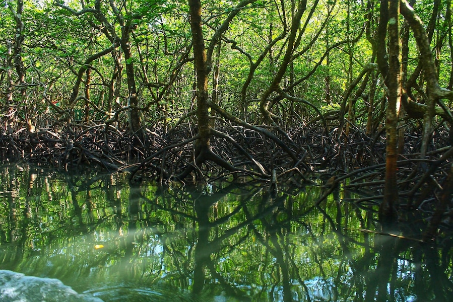This is just a day trip from Port Blair (Andaman) to a popular island called Baratang, that goes via the restricted access Jharawa forest (named after one of the oldest tribes of Andaman). This is a beautiful walk over a wooden pathway in between the mangroves and lush green trees towards the limestone caves.
Tip: rent a cab, start early morning at 3am as you need to go through check post that opens at 6am with a long convoy of tourist vehicles. Ride through the forest is an amazing experience. Remember not to click any pictures in the forest nor to stop your vehicle as it isn’t allowed for safety reasons. The tribe could be dangerous sometimes. After a 3hr ride, you need to take a ship that runs at scheduled times.