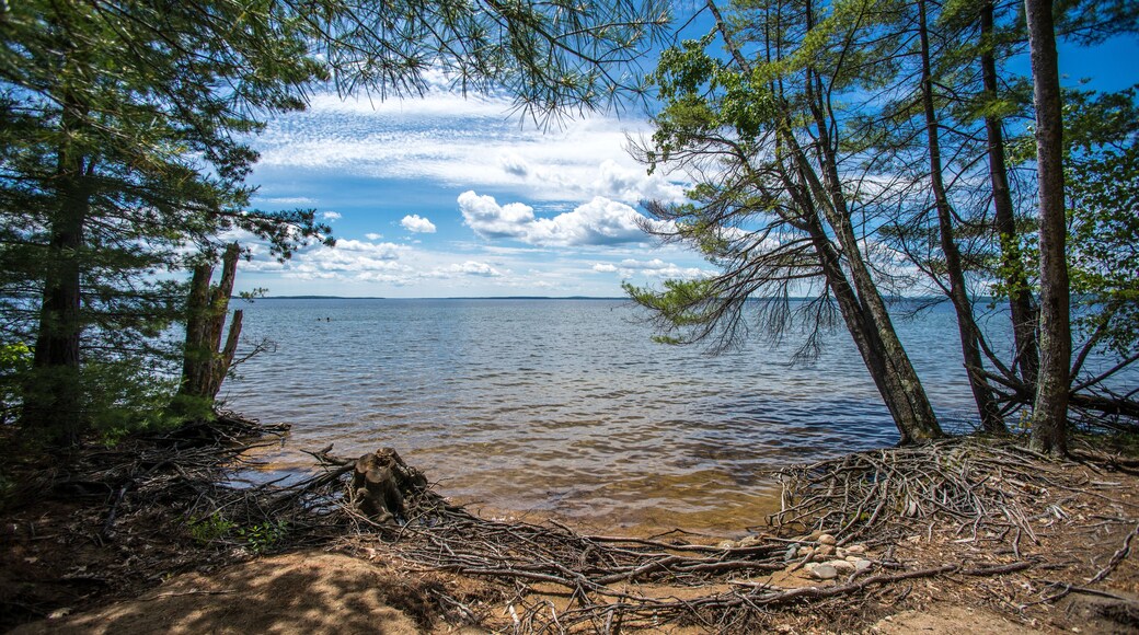 Playa de Forest Park