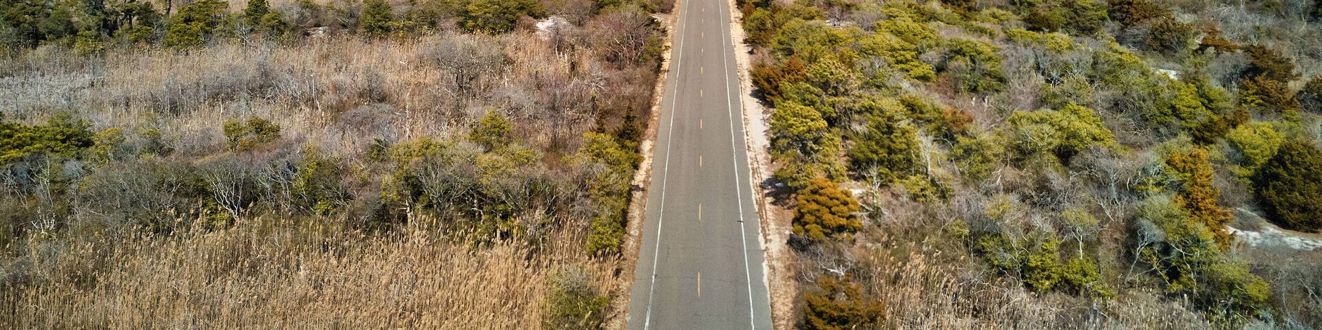 A coastal road with dense vegetation and a clear view of the ocean.
