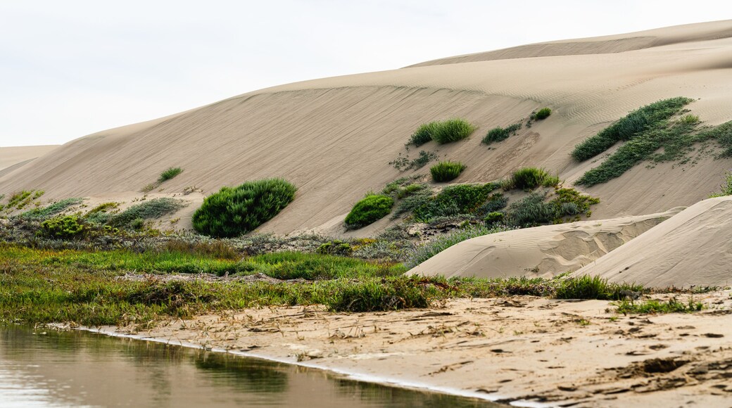 Morro Bay Dunes Natural Preserve, Los Osos, California