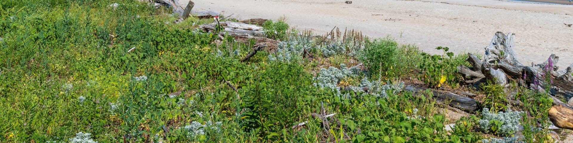 The beach at Sandy Point State Reservation
