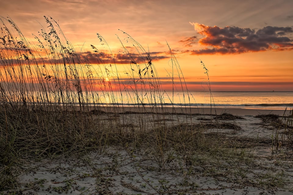 A beach at sunset with tall grasses and a calm sea.