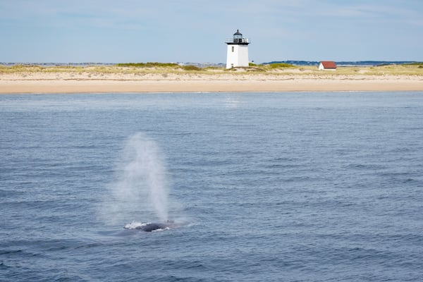 Fin Whale and Lighthouse