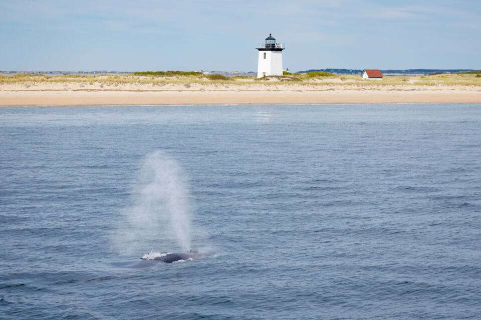 Un faro en una playa arenosa con una ballena emergiendo del agua.