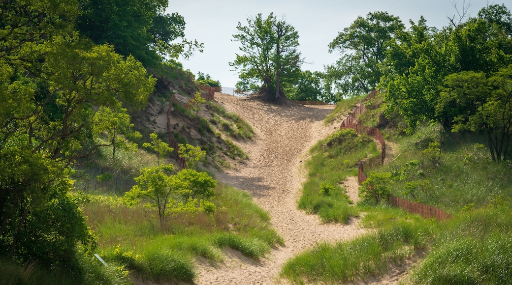 Trails at Indiana Dunes National Park