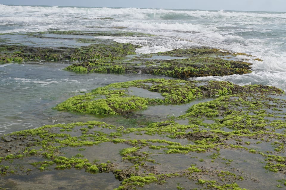 Una costa rocosa con algas verdes y olas rompiendo en la orilla.