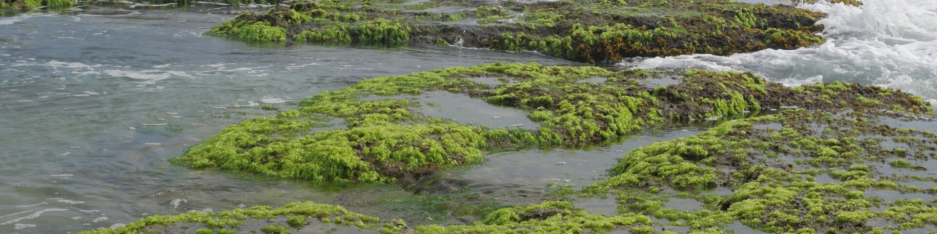 Green seaweed attached to large rocks on the beach during low tide. seaweed on the beach on the rocks. very beautiful and fertile with good seawater quality. maintain nature well