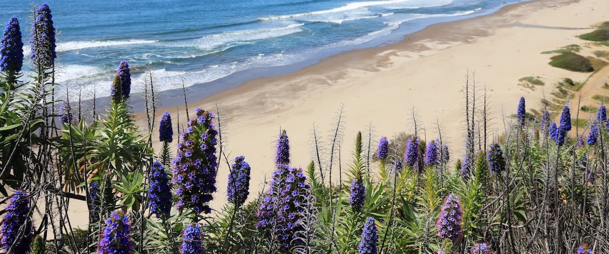 California nature