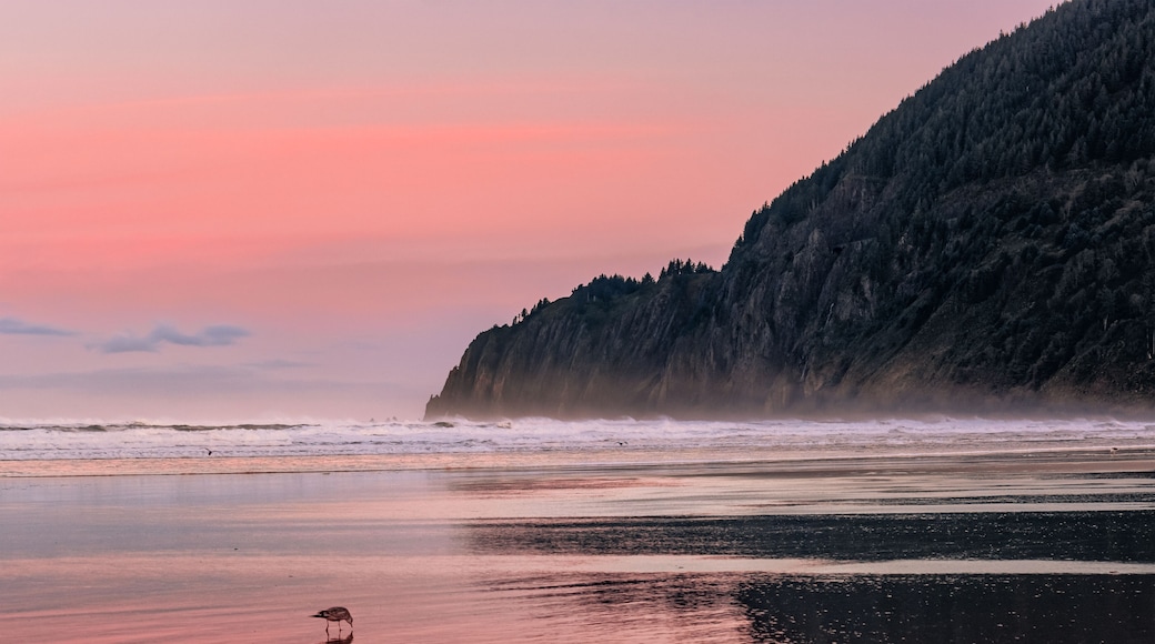 View of Manzanita Beach on the Pacific Coast of Northern Oregon. Birds are walking and flying. Pastel pink sky reflecting on the wet sand at sunrise. Rugged cliffs are visible in the distance.