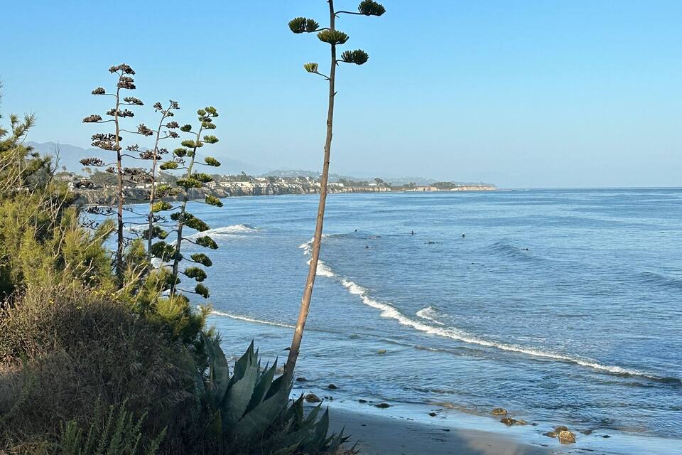 A coastal landscape with a clear sky, a sandy beach, and a tall tree with green foliage.