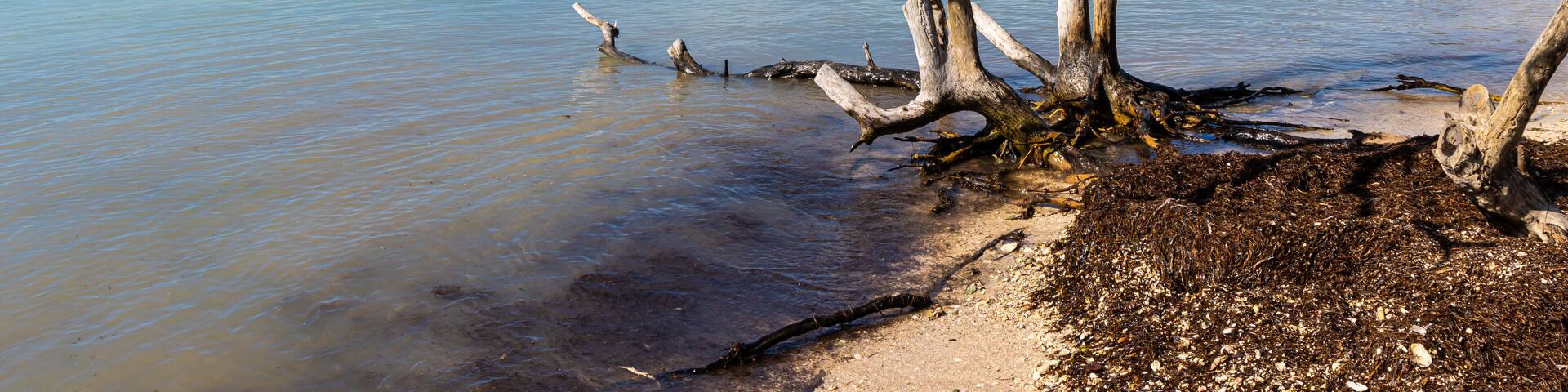 Barren Mangrove Forest on Sandspur Beach, Bahia Honda State Park, Florida, USA
