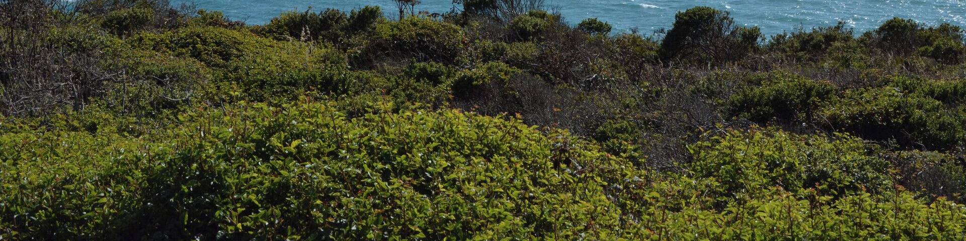 Beautiful view of an arched rock from the Blind Beach parking lot. Wait for the fog to clear! #aquatrove