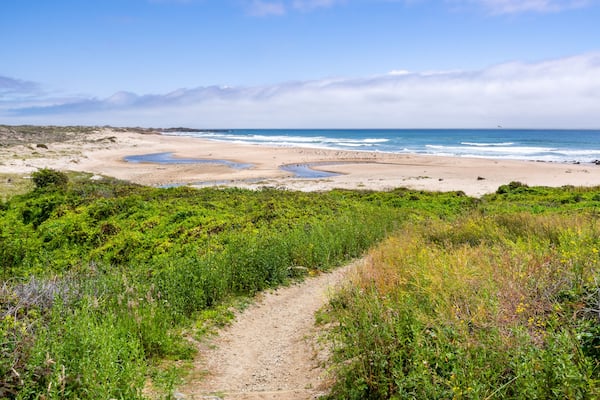 Walking path going through green shrubs towards a sandy beach; Gazos Creek Año Nuevo State Park, Pacific Ocean coastline, California