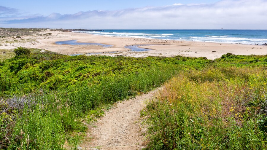 Walking path going through green shrubs towards a sandy beach; Gazos Creek Año Nuevo State Park, Pacific Ocean coastline, California