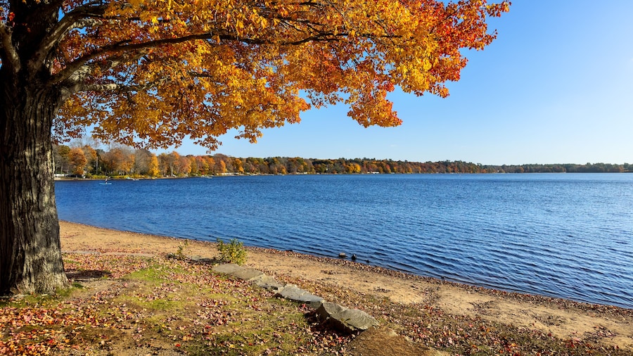 Brilliant red, orange and yellow leaves on the shore of Massapoag Lake at Memorial Park Beach, Sharon, Massachusetts