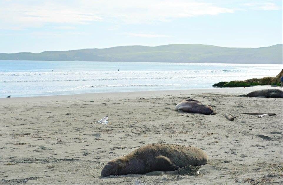 Point Reyes National Seashore, Drake's Beach, elephant seals!
More on http://www.ajauntwithjoy.com