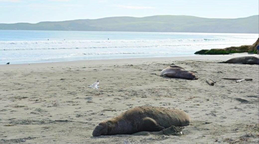 Point Reyes National Seashore, Drake's Beach, elephant seals!
More on http://www.ajauntwithjoy.com