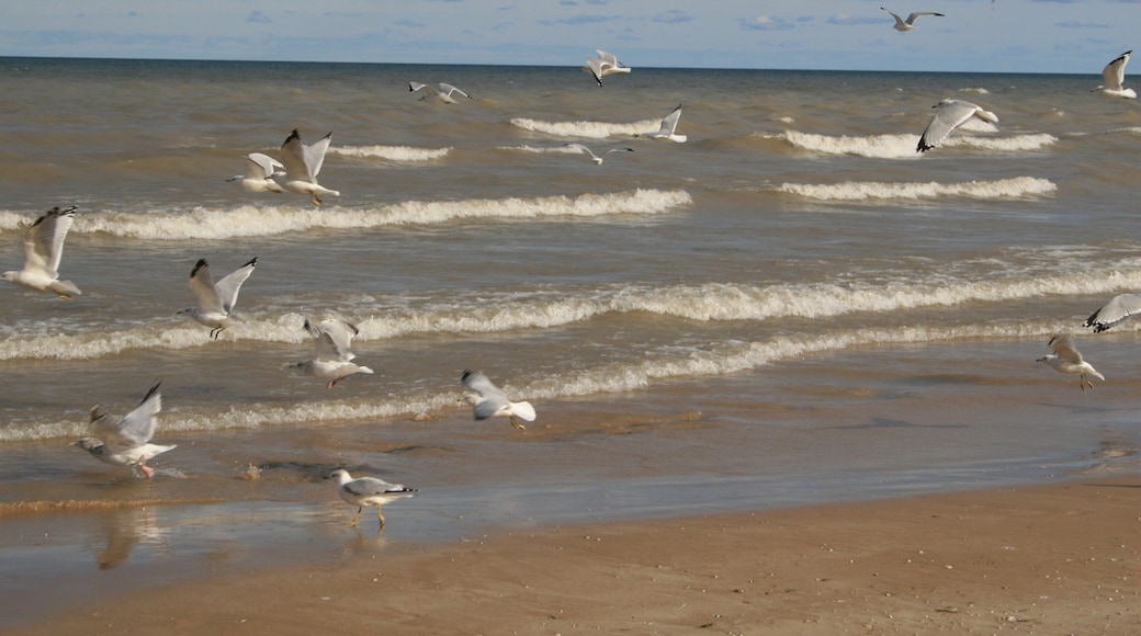 Plage de Beverly Shores Beach