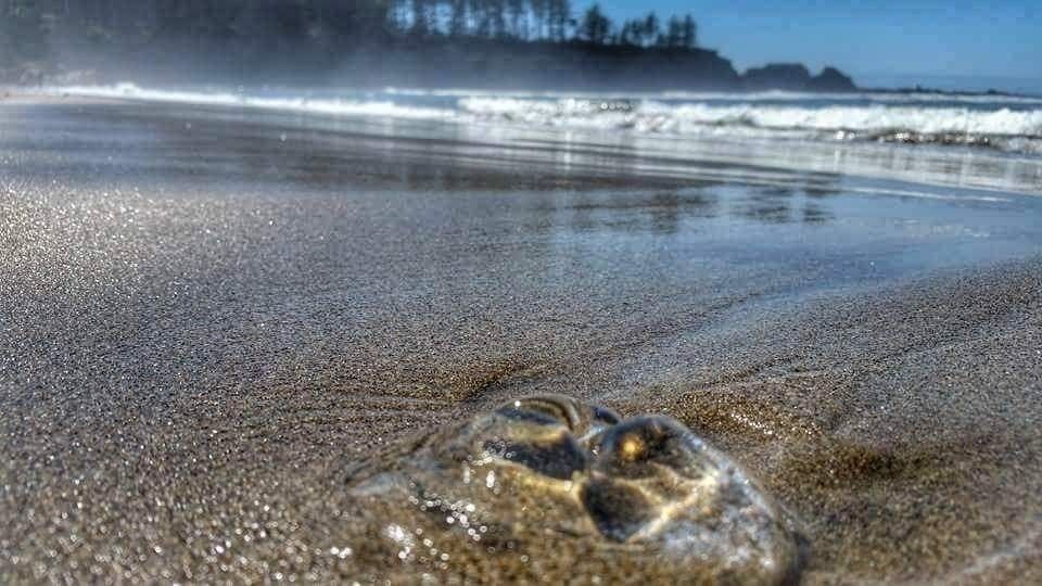 Beautiful beach in coos county off cape arago hwy