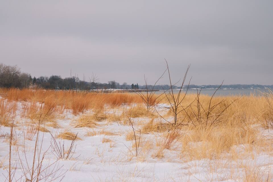 A snowy field with tall grasses and a cloudy sky.