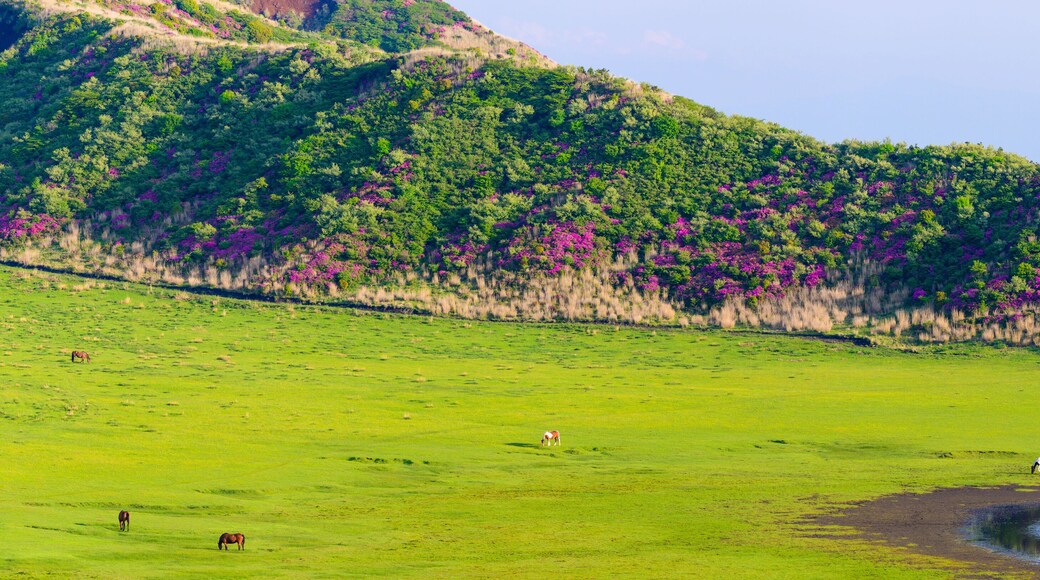 阿蘇草千里ヶ浜「ミヤマキリシマの花」パノラマ景色 Aso Kusasenrigahama "Miyama Kirishima flower" panorama view 日本(新緑)2022年撮影 Taken in 2022 in Japan (fresh green) 九州・熊本県阿蘇市(阿蘇草千里ヶ浜) Aso City, Kumamoto Prefecture, Kyushu