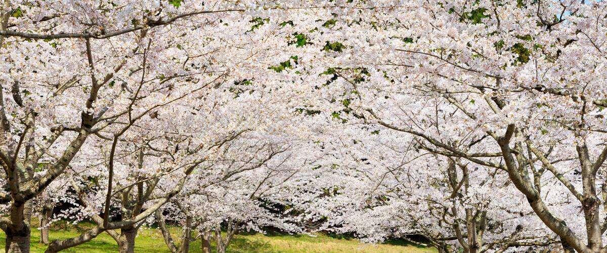 Cherry blossoms in full bloom in Japanese satoyama