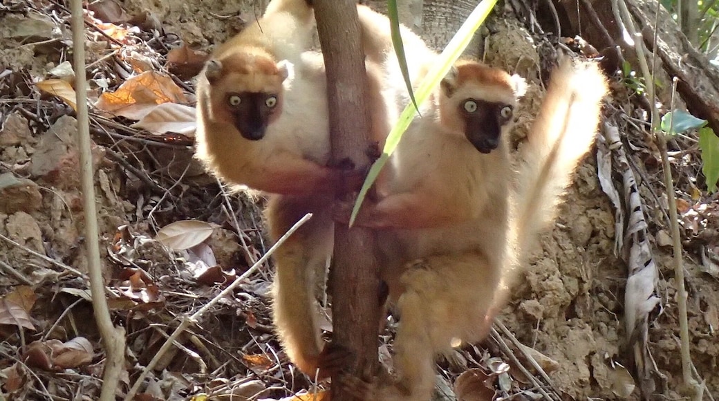 The critically endangered Blue-Eyed Black Lemur in the wild. Only the males are black. This was a lone pair of females that were not part of a larger group. We were also fortunate enough to see a group of 12 about 30 minutes later. This area of Madagascar is so poor that any money from tourism helps support the conservation efforts. There were no English speaking guides so our driver came with us to translate. #Lemurs #Madagascar