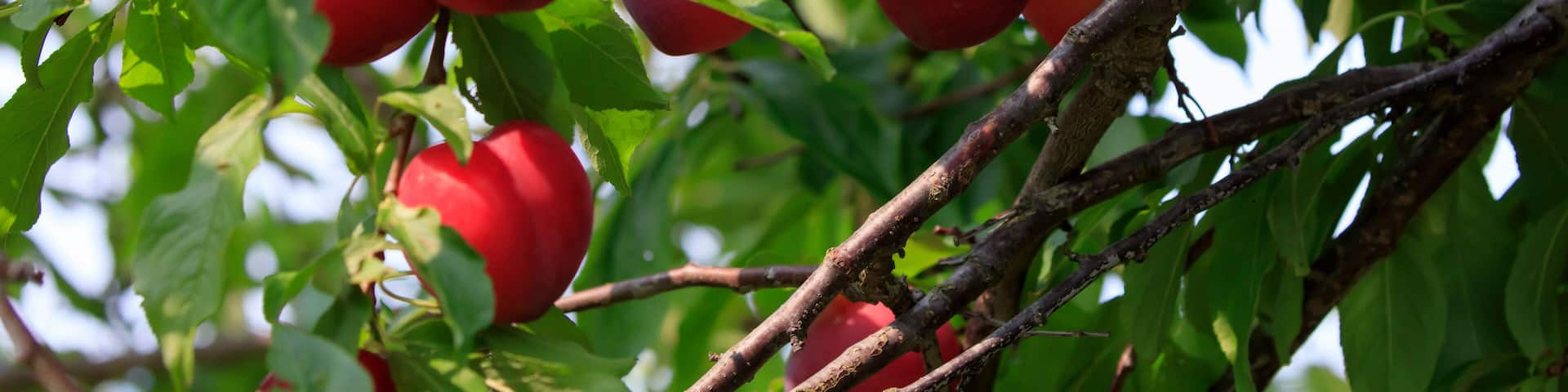 Ripe red plums from Gonohe, Aomori Prefecture