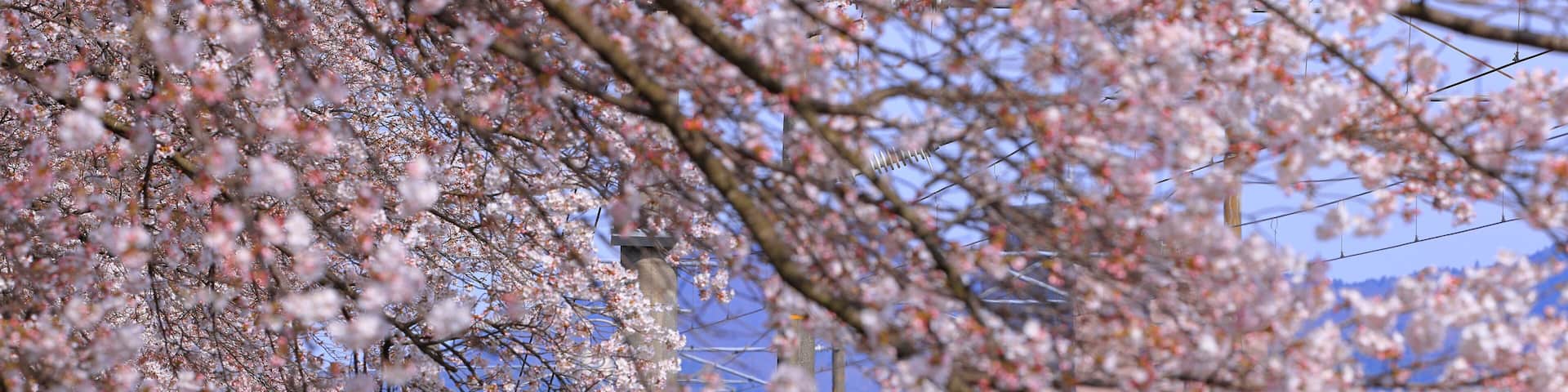 Train and Cherry blossoms near Shiroishigawa Sen-oh Park at Kawabata Funaoka, Shibata, Shibata District, Miyagi, Japan