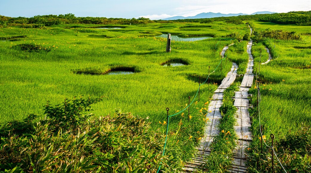 Mt. Gassan Midagahara Marsh and Sea of Clouds, Japan,Yamagata Prefecture,Higashitagawa District, Yamagata,Tsuruoka, Yamagata