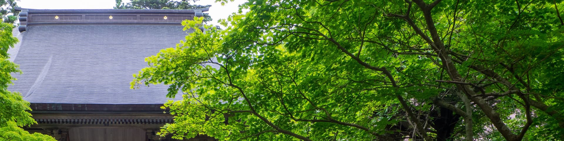 Old unmanned temple surrounded by maple trees with red and green leaves (Hokoin, Yahiko, Niigata, Japan)