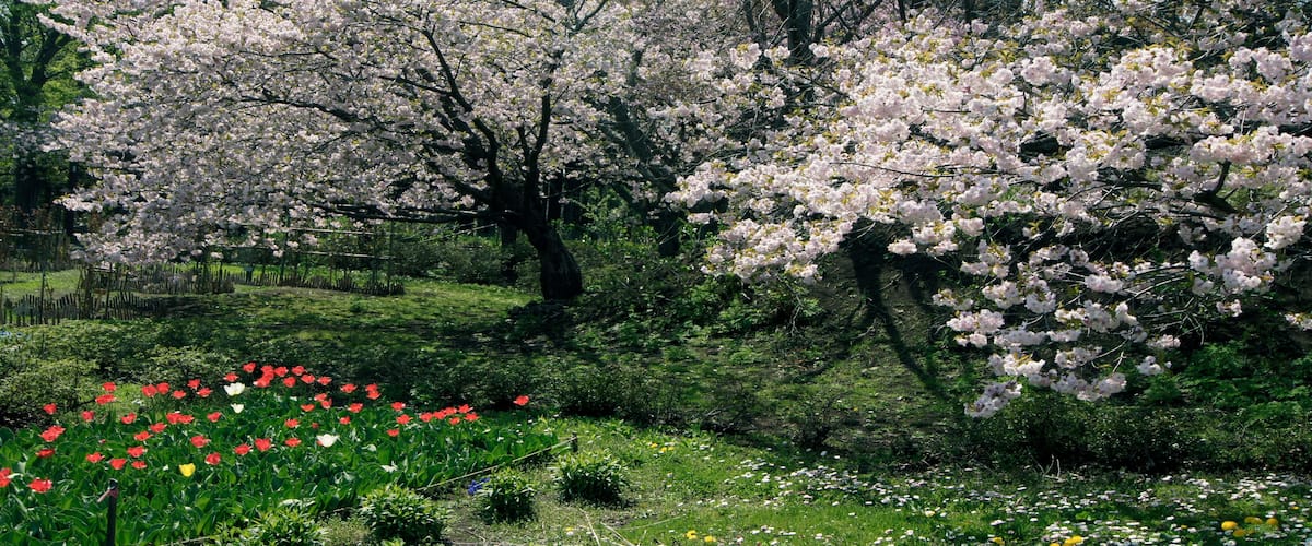 Cherry blossom, Matsumae Castle, Hokkaido Island, Japan