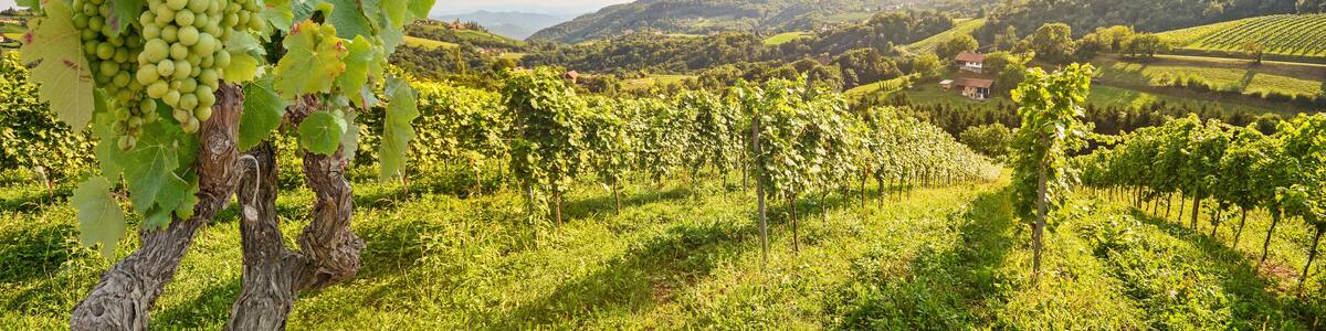 A vineyard with rows of grapevines and a hill in the background.