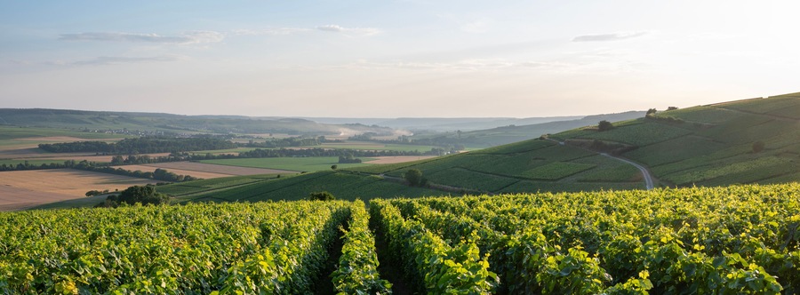 vineyards in the champagne region between reims and epernay in france