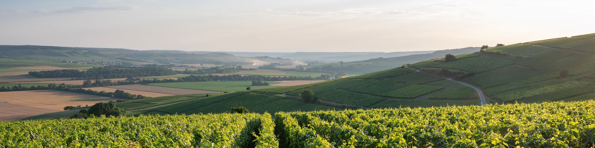 vineyards in the champagne region between reims and epernay in france